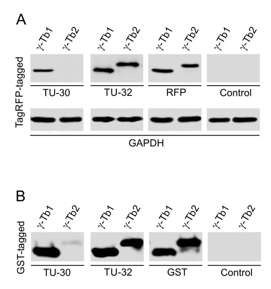 Monoclonal Mouse anti-Human TUBG1 / Tubulin Gamma 1 Antibody (clone TU-30, aa434-449, WB)