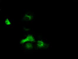 EXD1 Antibody (clone OTI4D7, Carrier-free)