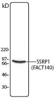 FACT / SSRP1 Antibody (clone 10D7)