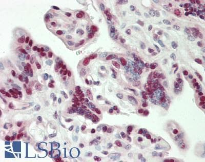 IHC-plus™ CBX3 / HP1 Gamma Antibody (aa133-C-term)