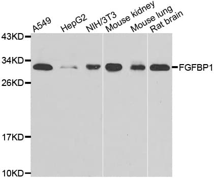 HBP17 / FGFBP1 Antibody