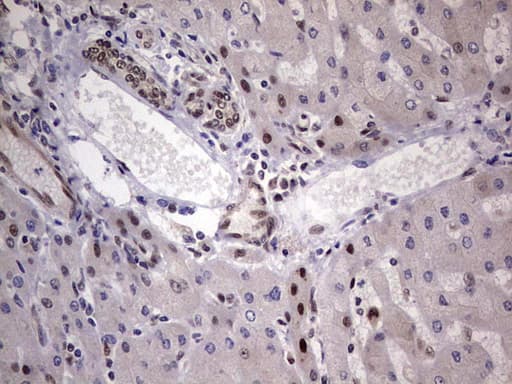 C14orf166 Antibody (clone OTI1E5)