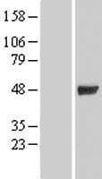 GIF / Intrinsic Factor Protein (Over-Expression Lysate Myc-DDK (Flag))