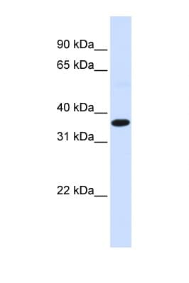 FOS / c-FOS Antibody (N-Terminus)