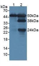 LSP1 Antibody (aa127-331)
