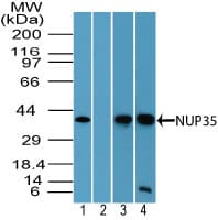 NUP35 / NUP53 Antibody (aa280-330)