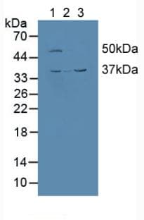 CALU / Calumenin Antibody (aa20-315)