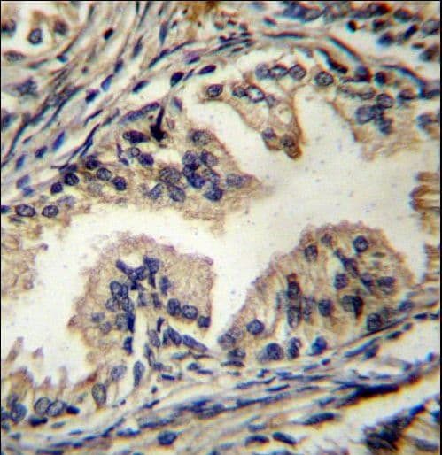STAMBP / AMSH Antibody (aa355-383)