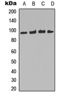 Polyclonal Rabbit anti-Human FOXO3 / FOXO3A Antibody (phospho-Ser253, IHC, IF, WB)