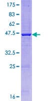 Human IL23A / IL-23 p19 Protein (Recombinant GST)