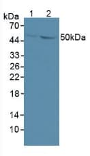 GDF6 / BMP13 Antibody (aa336-455)