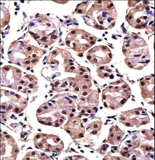 Polyclonal Rabbit anti-Human MAGOH Antibody (aa46-74, IHC, WB)