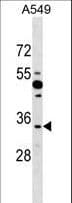 BOULE / BOLL Antibody (aa23-51)