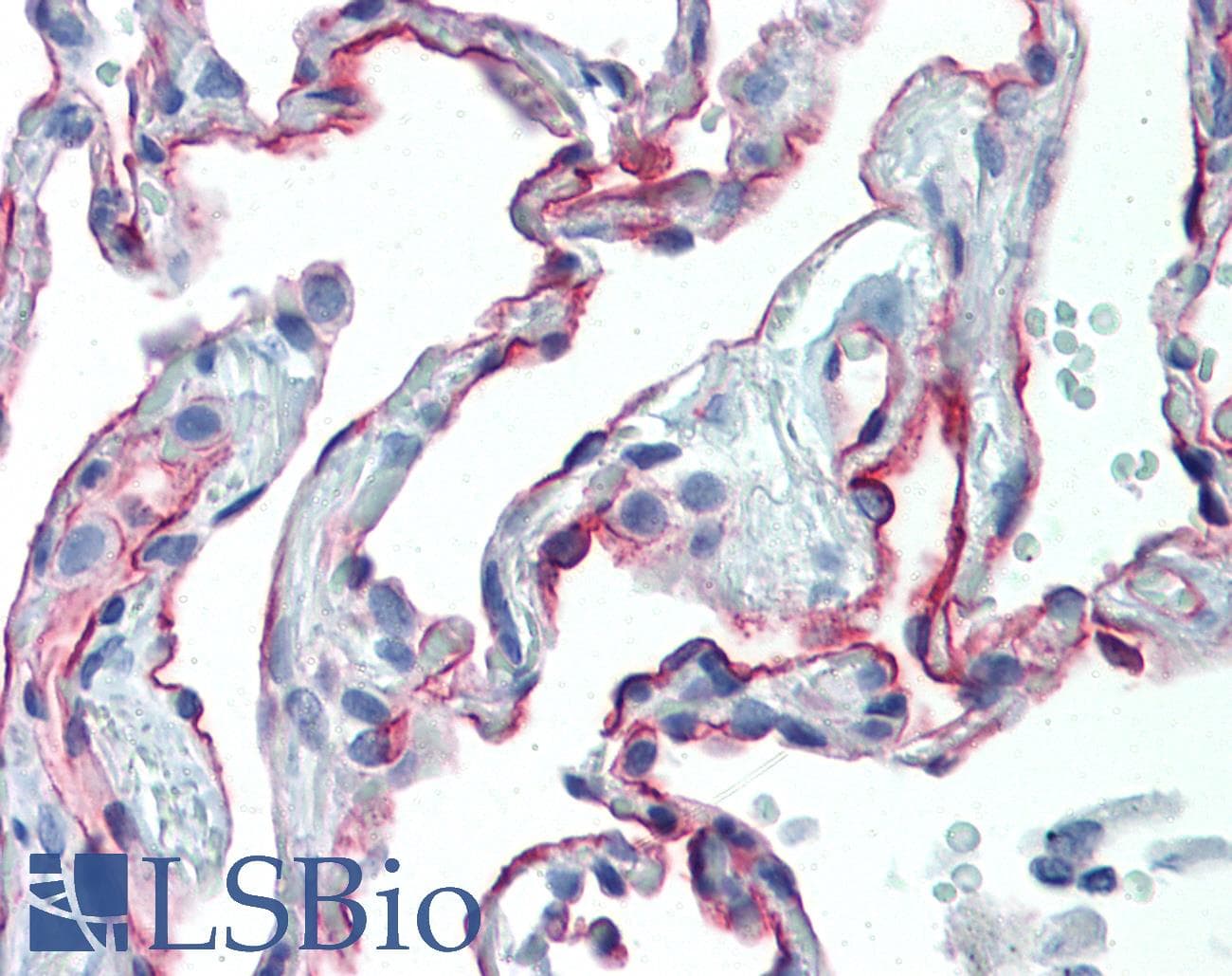 IHC-plus™ ICAM-1 / CD54 Antibody (clone 15.2)