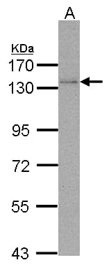 POLD1 Antibody (aa685-1071)
