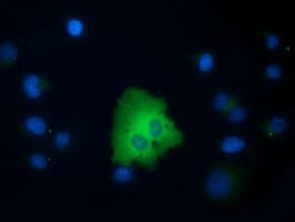 VWA5A Antibody (clone OTI2G7)