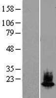 SNCA / Alpha-Synuclein Protein (Over-Expression Lysate Myc-DDK (Flag))