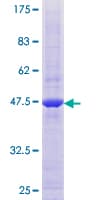 Human MARCH2 Protein (Recombinant GST)