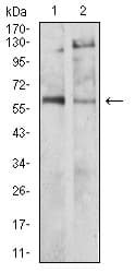 TH / Tyrosine Hydroxylase Antibody (clone 1B8D2)