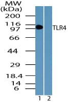 IHC-plus™ TLR4 Antibody (aa650-700)