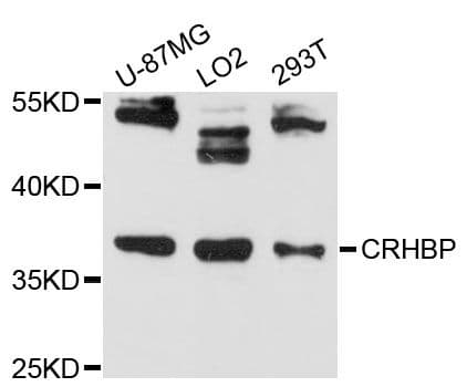CRHBP Antibody