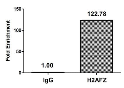 Polyclonal Rabbit anti-Human H2AFZ / H2A.z Antibody (IF, WB)
