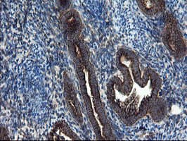 SKIL / SNO / SnoN Antibody (clone OTI3F6)
