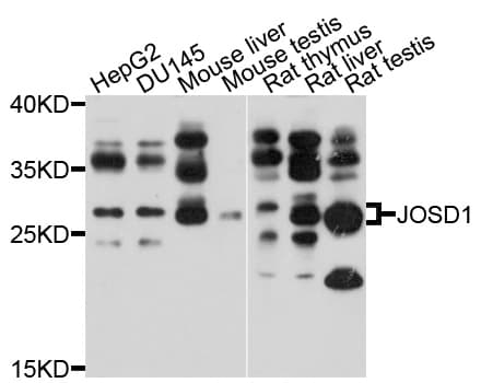 JOSD1 Antibody