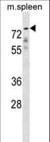 GPC2 / Glypican 2 Antibody (aa137-165)