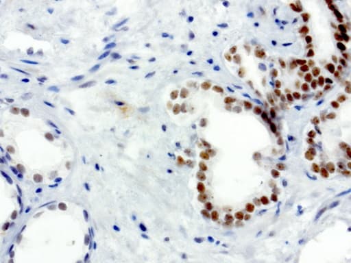 XRCC1 Antibody (clone UMAB40, Carrier-free)