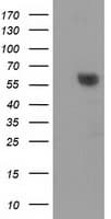 DTNA / Dystrobrevin Alpha Antibody (clone OTI1B2)