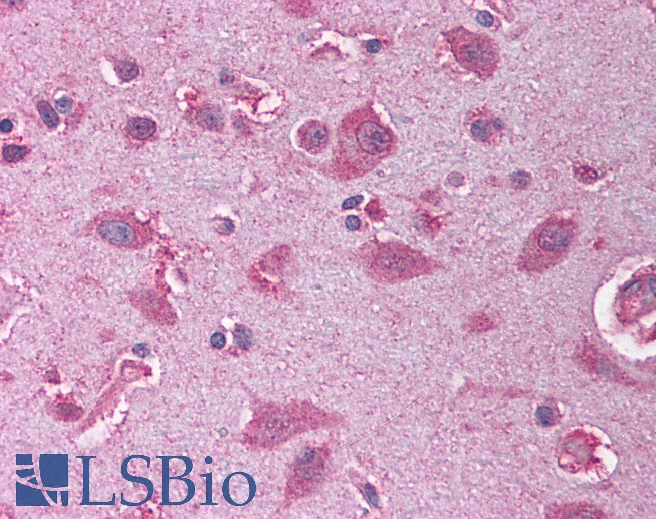 OLIG2 Antibody (aa236-285)