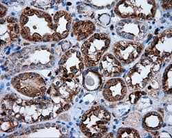 NPR3 Antibody (clone OTI4H1)