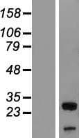 UBXD6 Protein (Over-Expression Lysate Myc-DDK (Flag))
