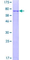 Human CYP2B6 Protein (Recombinant GST)