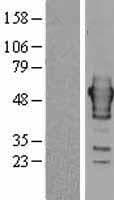 RNH1 Protein (Over-Expression Lysate Myc-DDK (Flag))