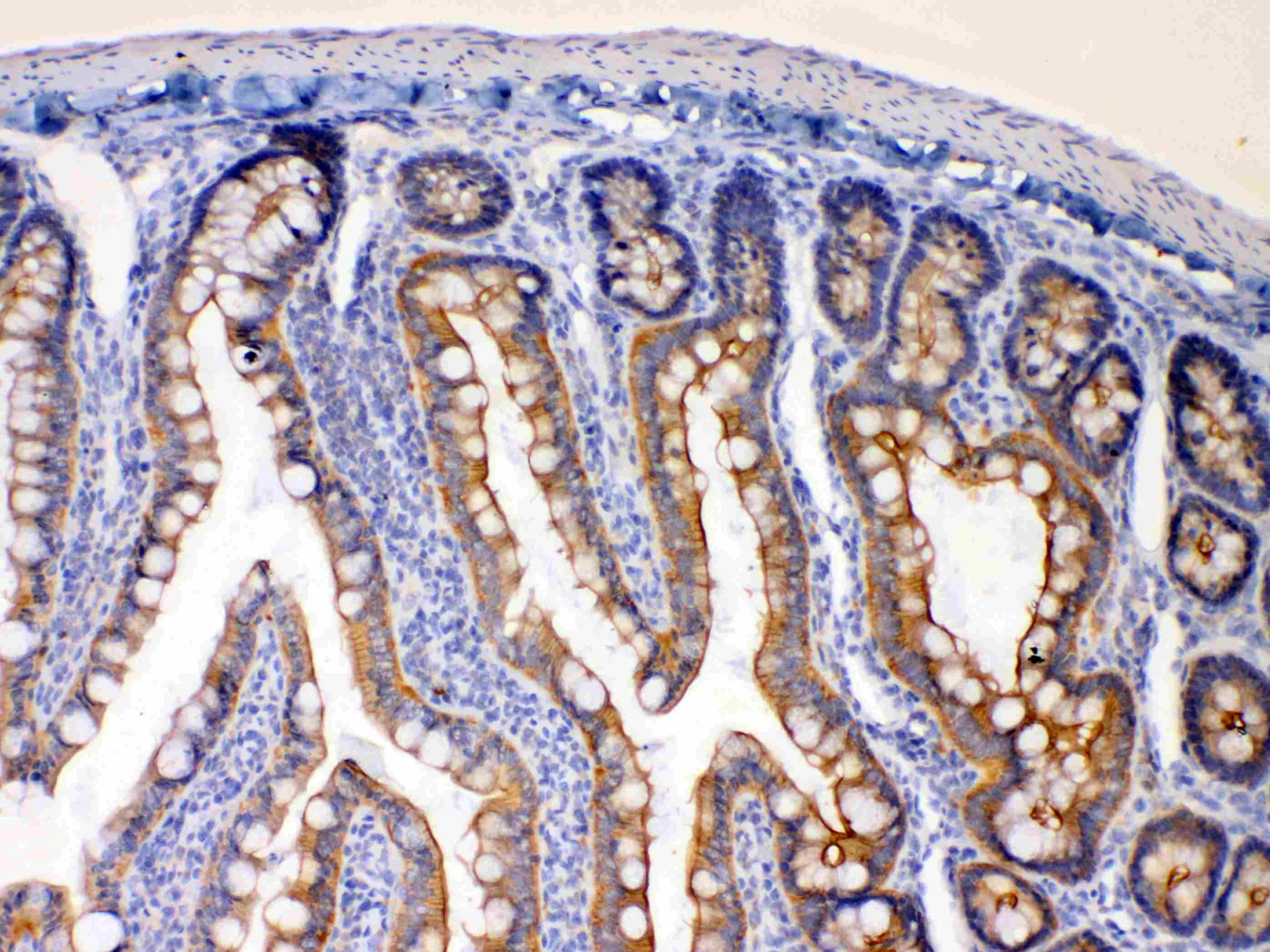 PA2G4 / EBP1 Antibody