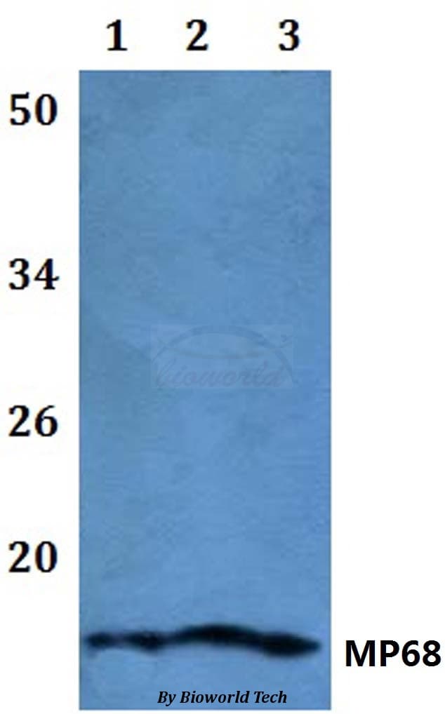 C14orf2 Antibody