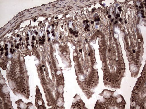 BrdU Antibody (clone 24H9)