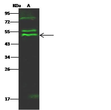 Polyclonal Rabbit anti-Human PTPN2 / TC-PTP Antibody (Preservative Free, WB)