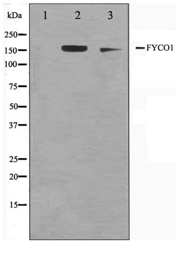 FYCO1 Antibody