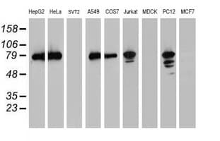 PDIA4 / ERP72 Antibody (clone OTI6F10, Carrier-free)