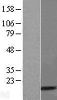 UBA52 Protein (Over-Expression Lysate Myc-DDK (Flag))
