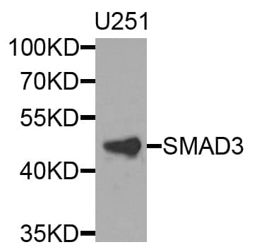 SMAD3 Antibody
