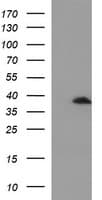 SCAMP2 Antibody (clone OTI2F3)