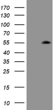 ZIC3 Antibody (aa242-467, clone OTI1G7)