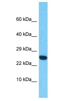 CD300LF / CD300f Antibody (aa61-110)