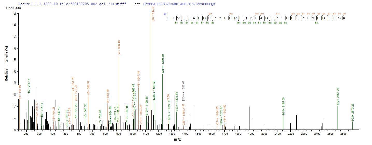 Oryza sativa MPK5 Protein (Recombinant 10His, N-terminus + Myc, C-terminus)