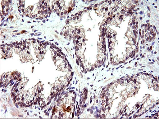 EMC8 / COX4NB Antibody (clone OTI2A4)