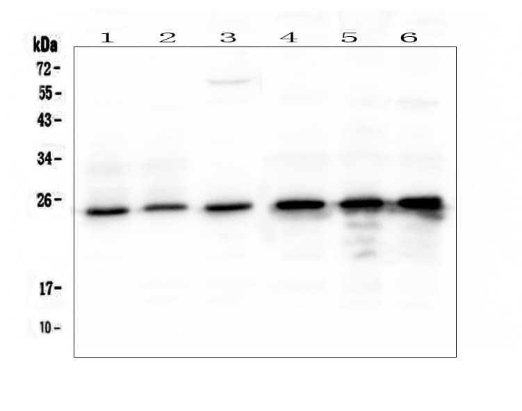 MtTFA / TFAM Antibody (aa214-241)